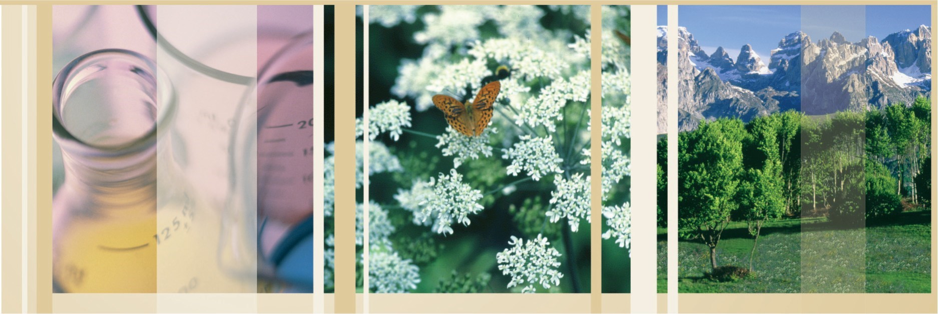 Холистическая косметология, досье: Фитомелатонин